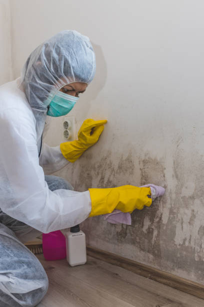 Best Mold Remediation for Healthcare Facilities  in Greens Farms, CT