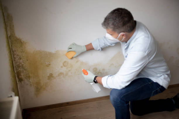 Best Comprehensive Air Testing for Mold Contaminants  in Greens Farms, CT