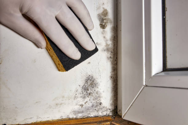 Best Mold Remediation for Healthcare Facilities  in Greens Farms, CT