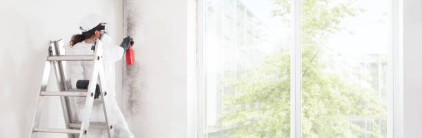 Best Basement Mold Removal  in Greens Farms, CT